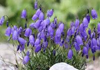campanula