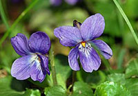 viooltjes